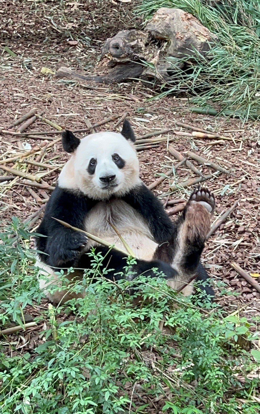 雌性 a target="_blank" href="/item/大熊猫/34935" data-lemmaid="