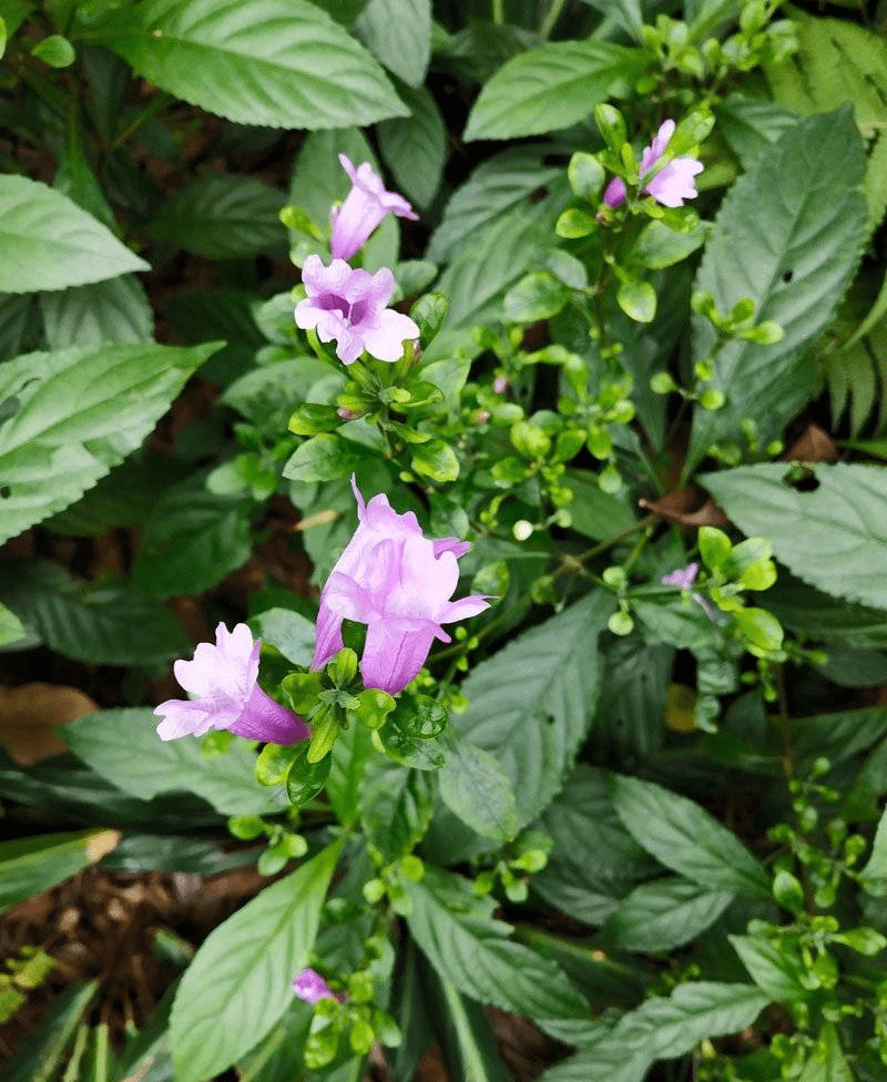  p data-id="tzaya1ii4rls">板蓝( i>strobilanthes cusia /i> (nees)