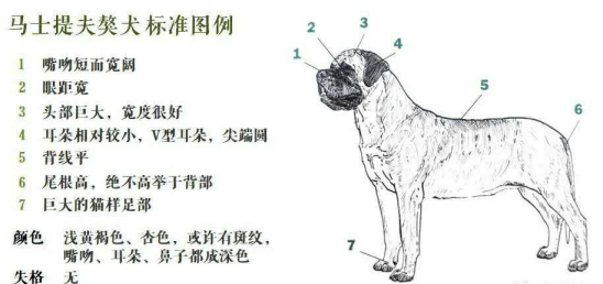 马士提夫犬 世界上最大的犬种之一及其冷门小知识 百科ta说