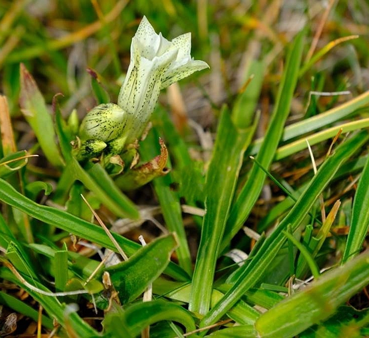 是龙胆科,龙胆属多年生 a target="_blank" href="/item/草本/541966