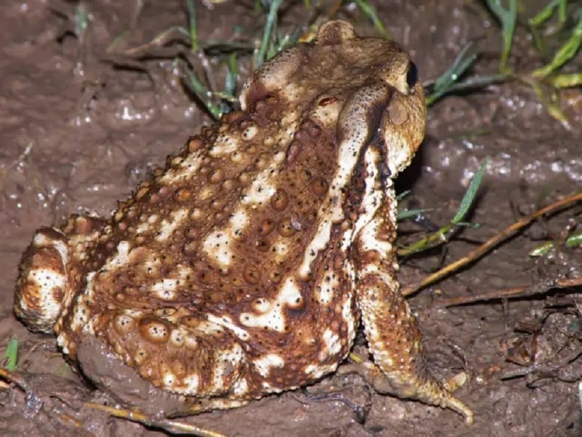  p>保水蛙,澳大利亚野生动物,为了在干旱季节存活下来,这种蛙掘洞藏入