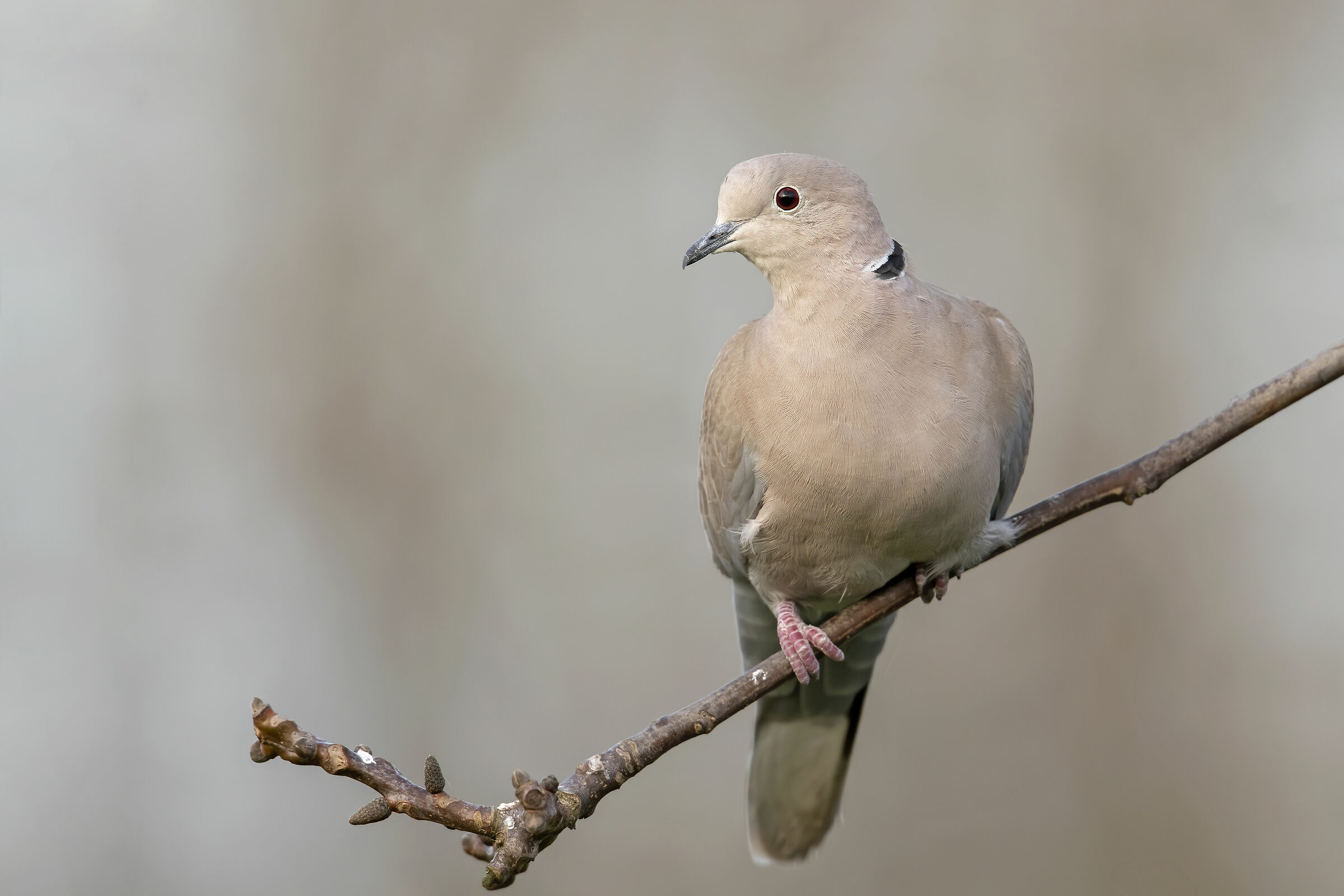 灰斑鸠新疆亚种