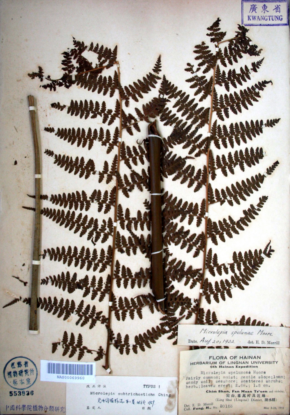 孢子囊群沿末回裂片的边缘着生,通常上侧两个,下侧一个;基部上