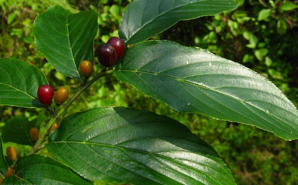  p>猫乳属(学名:rhamnella miq.