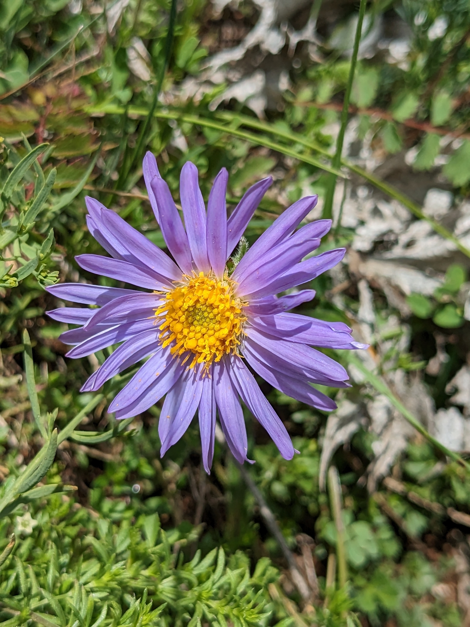 高山紫菀