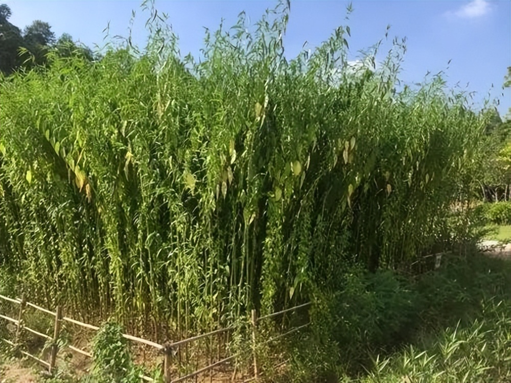 我国曾经风靡的黄麻为何被抛弃了，如今在印度广受欢迎是啥原因_百科TA说