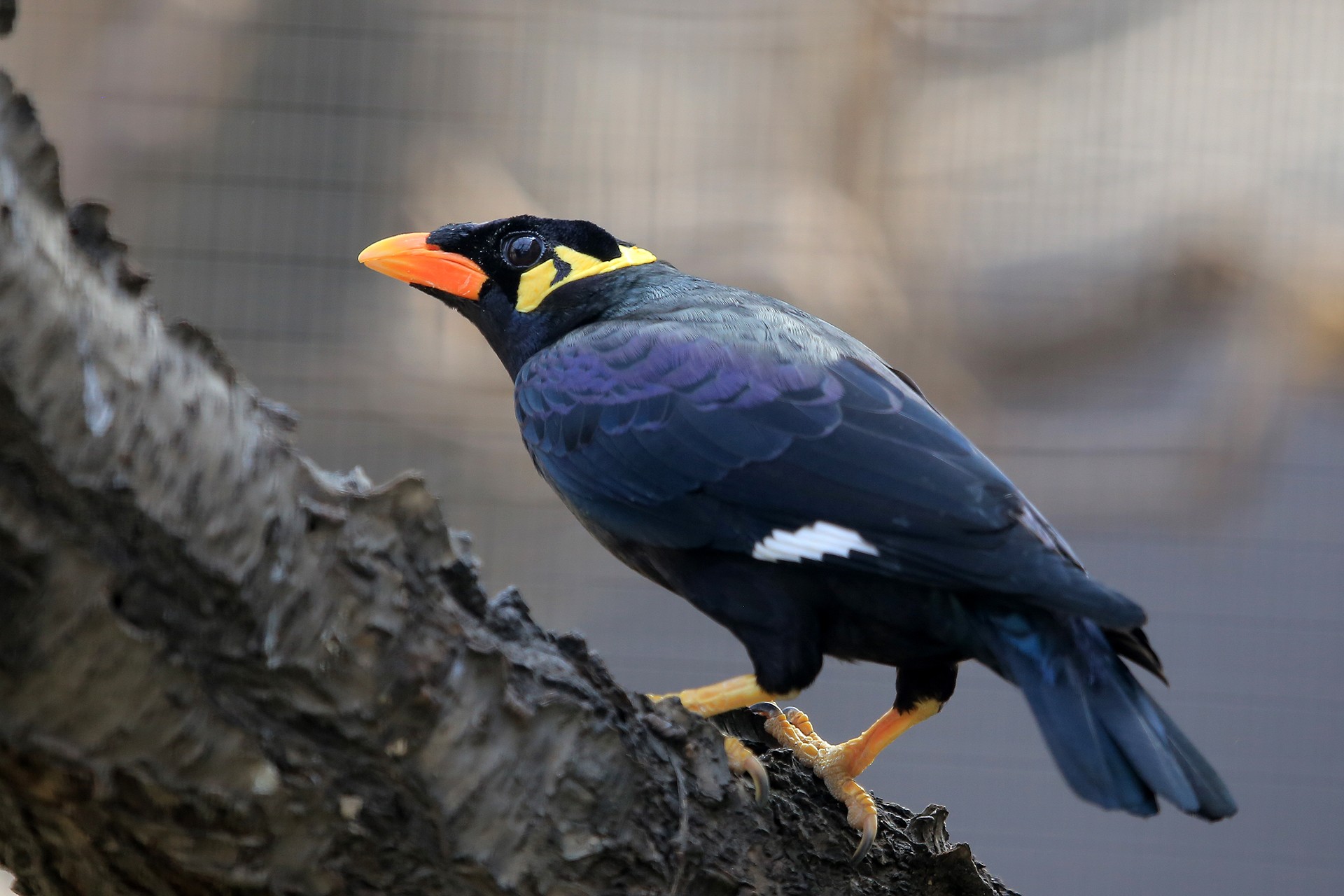 common hill myna