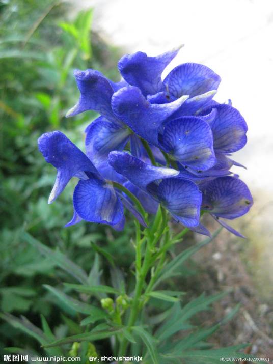 独花乌头组_百度百科