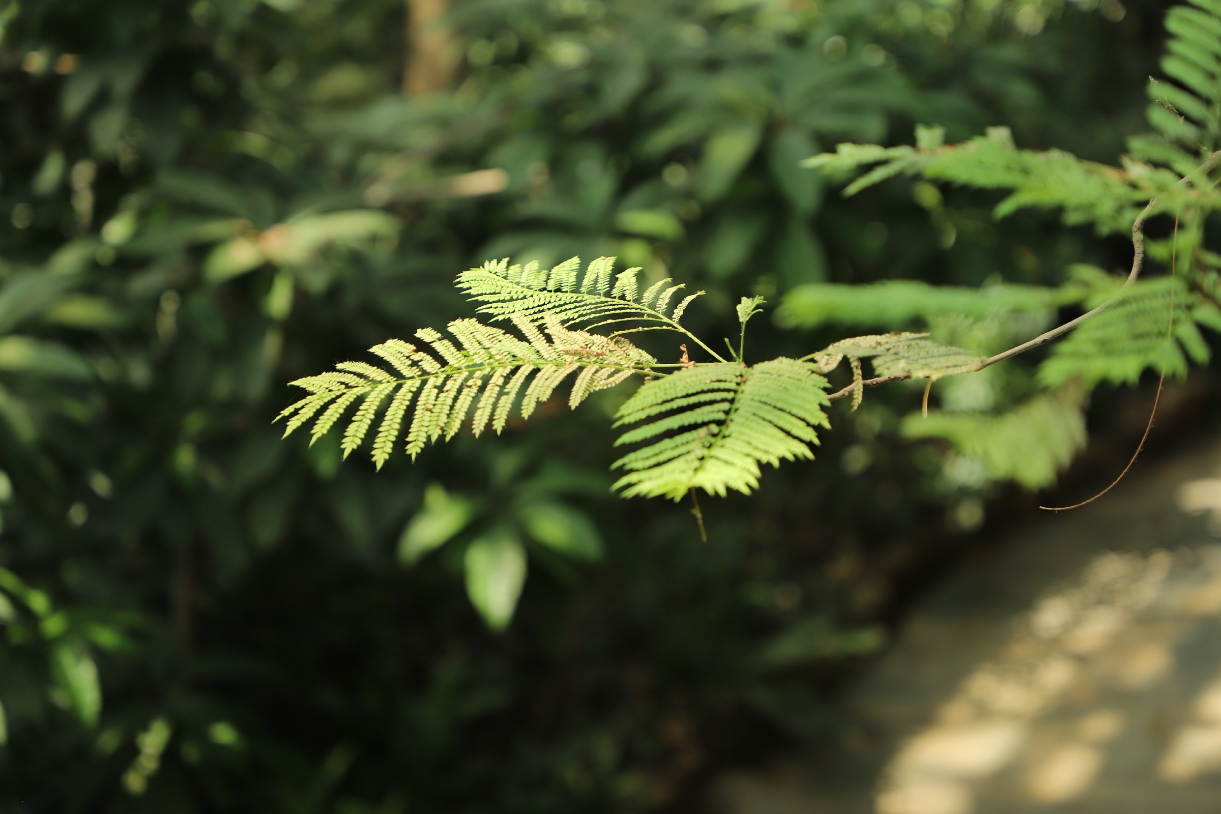 dealbata /i> link)是豆科相思树属的无刺灌木或小乔木