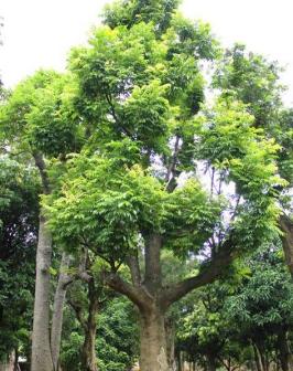 人面子（漆树科人面子属植物）_百度百科