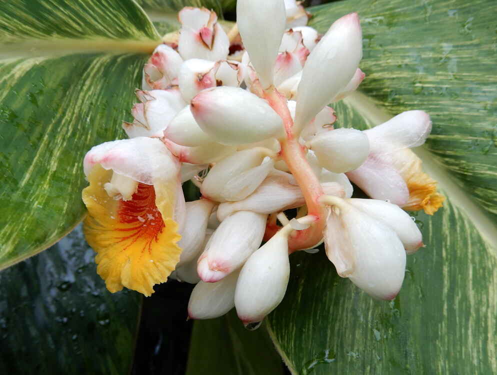 豆蔻花