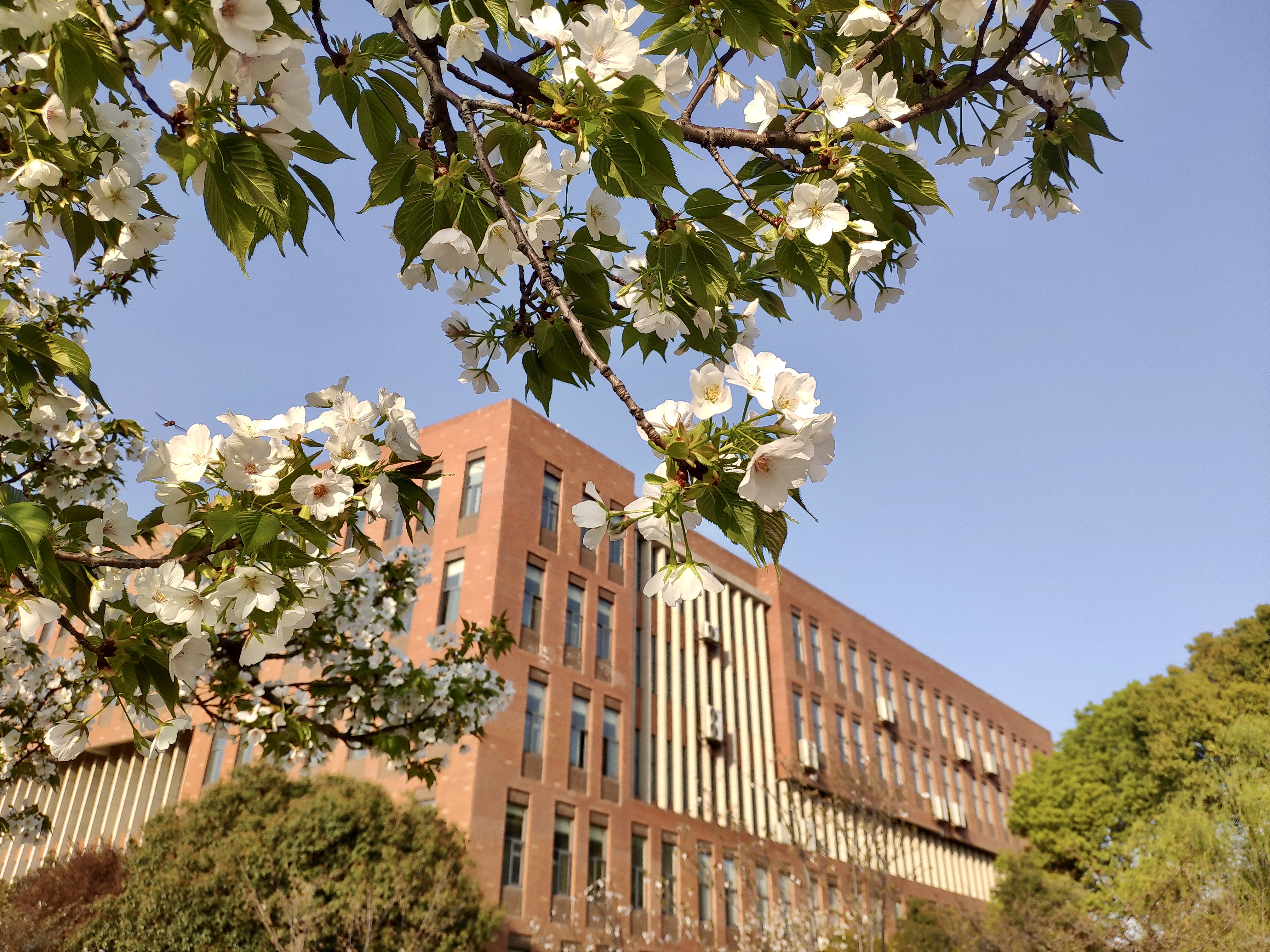 武汉城市学院