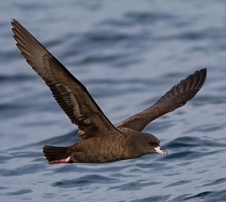 flesh-footed shearwater