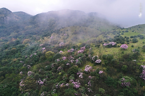 <p>二宝顶的高山杜鹃-图来自影像湖南