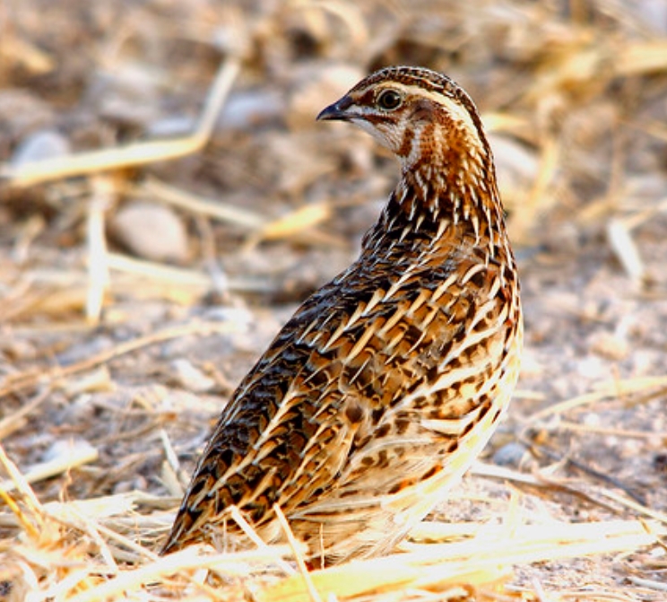  p>西鹌鹑(学名: i>coturnix coturnix /i>):是雉科,鹌鹑属的物种.
