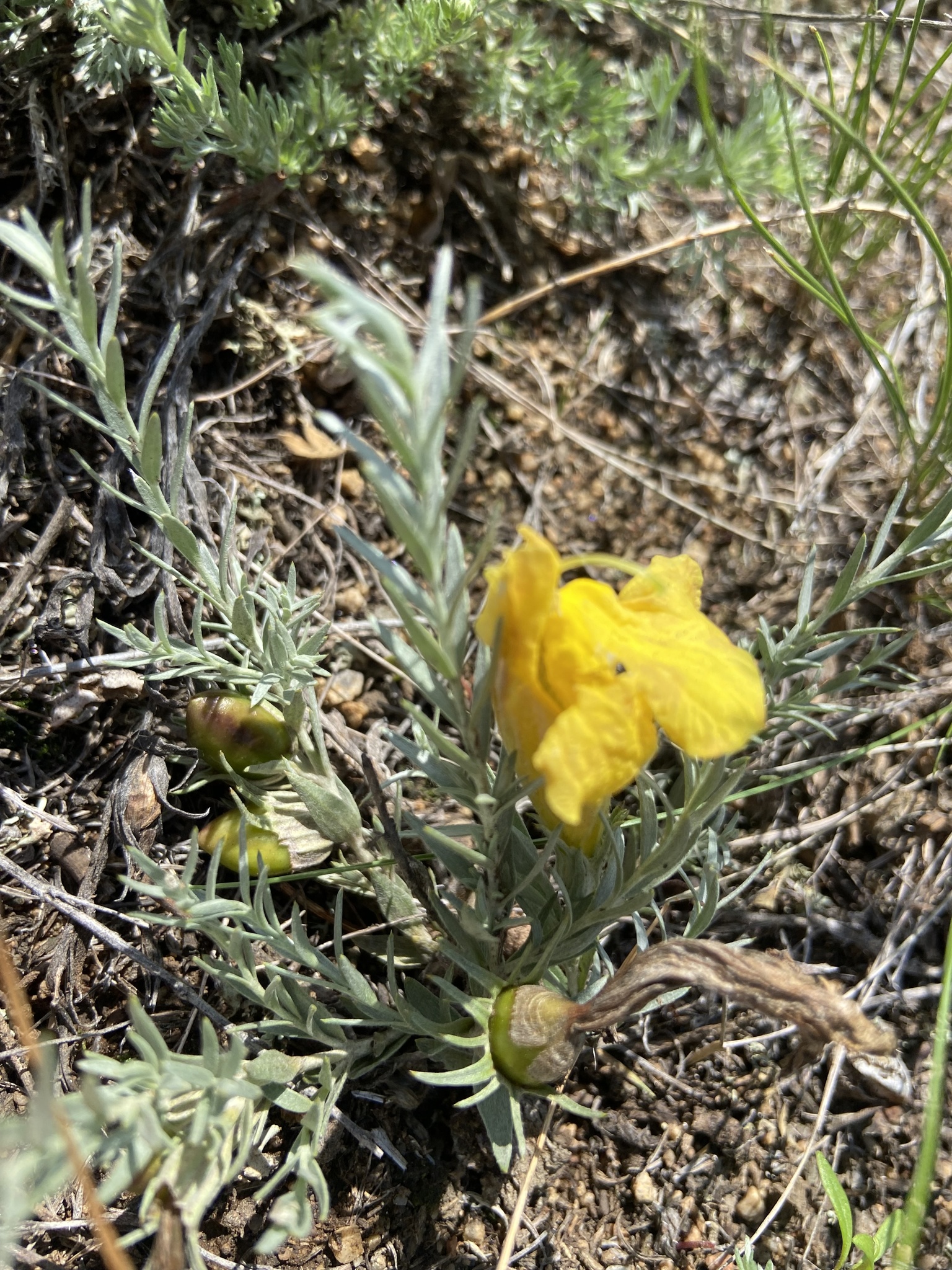 大黄花