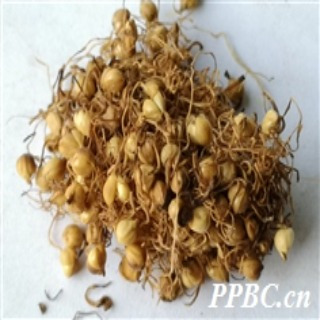 粟（禾本科狗尾草属植物）_百度百科