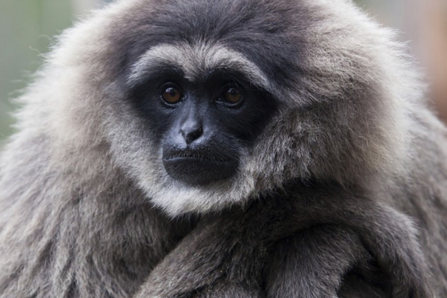 灰长臂猿沙捞越亚种