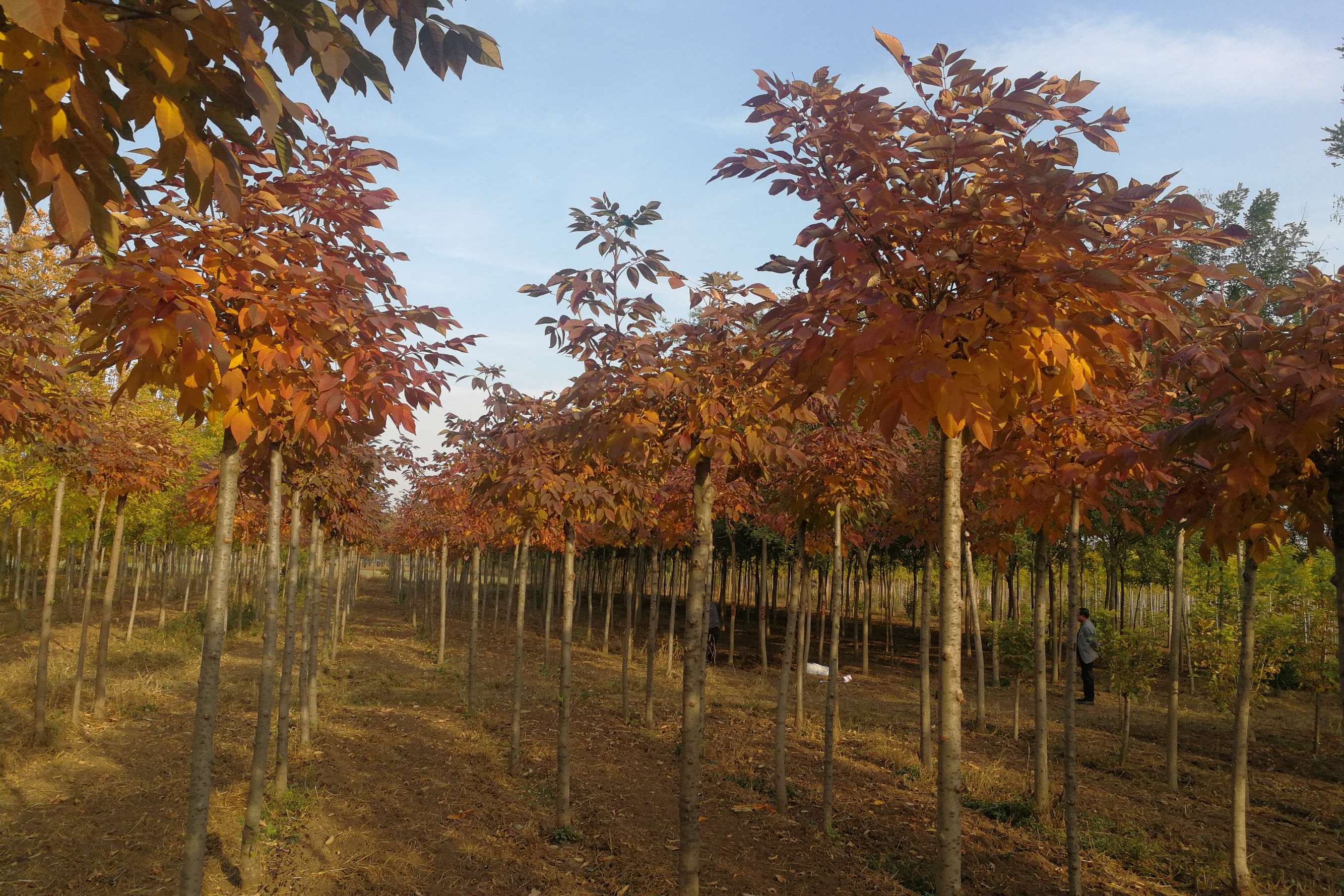 美国大红叶白蜡