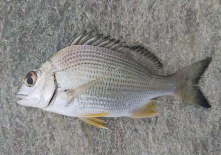 真鲷_百度百科