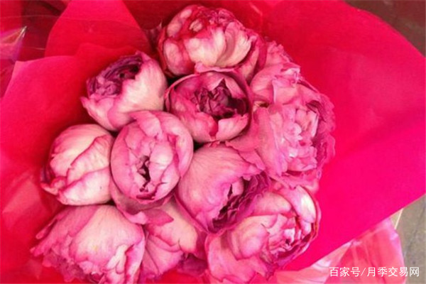 伊芙月季系列品种推荐 总有一款适合你 百科ta说