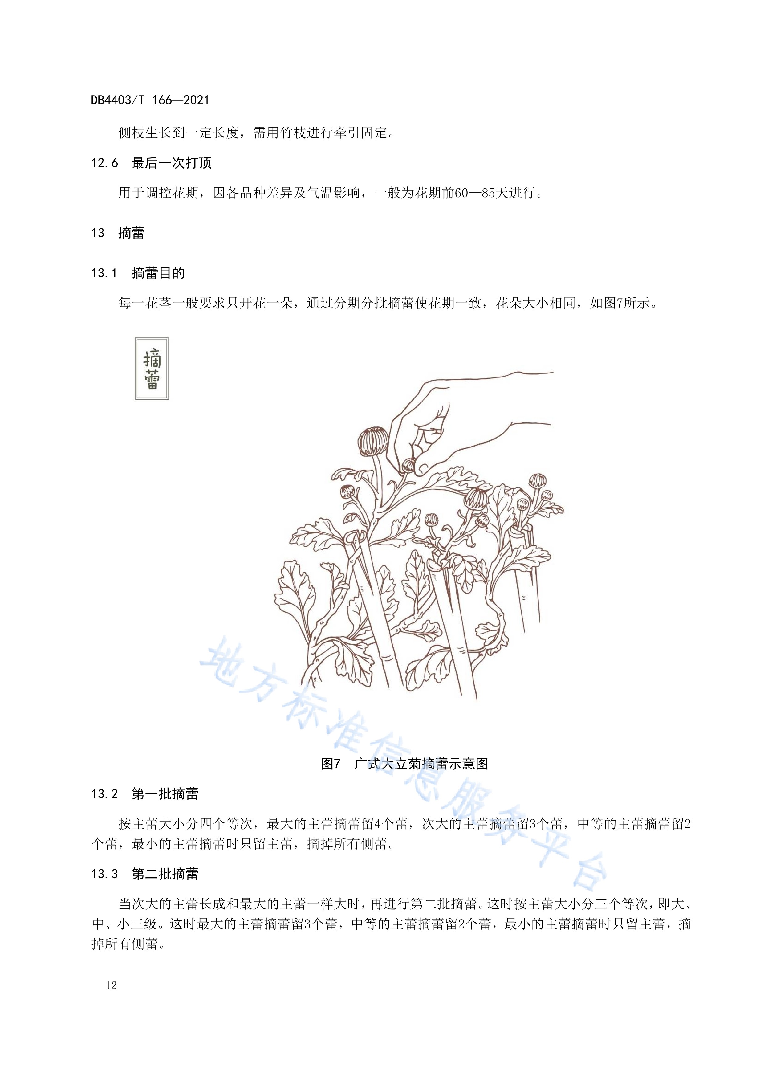广式大立菊栽培技术规程