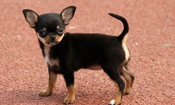 招人爱的吉娃娃 百科ta说