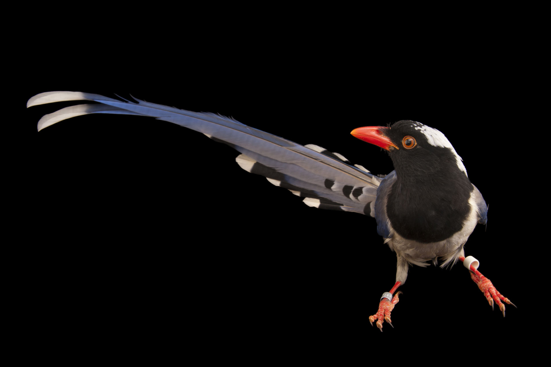  p>黄嘴蓝鹊(学名: i>urocissa flavirostris /i>)是鸦科,蓝鹊属的