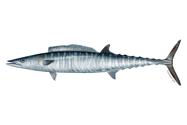  p>刺鲅, i>acanthocybium solandri /i> (cuvier in cuvier and