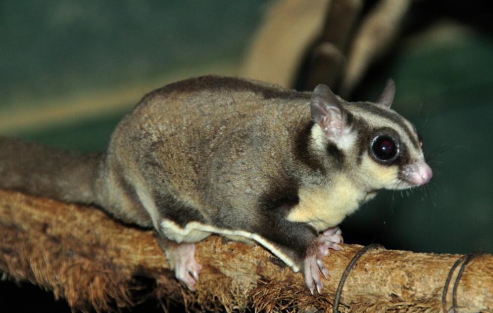 蜜袋鼯