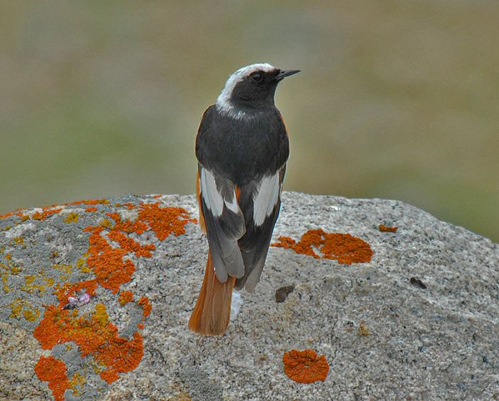 phoenicurus  erythrogaster