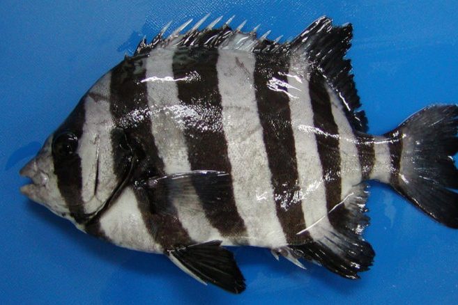  p>条石鲷(学名: i>oplegnathus fasciatus /i>)是石鲷科,石鲷属一种