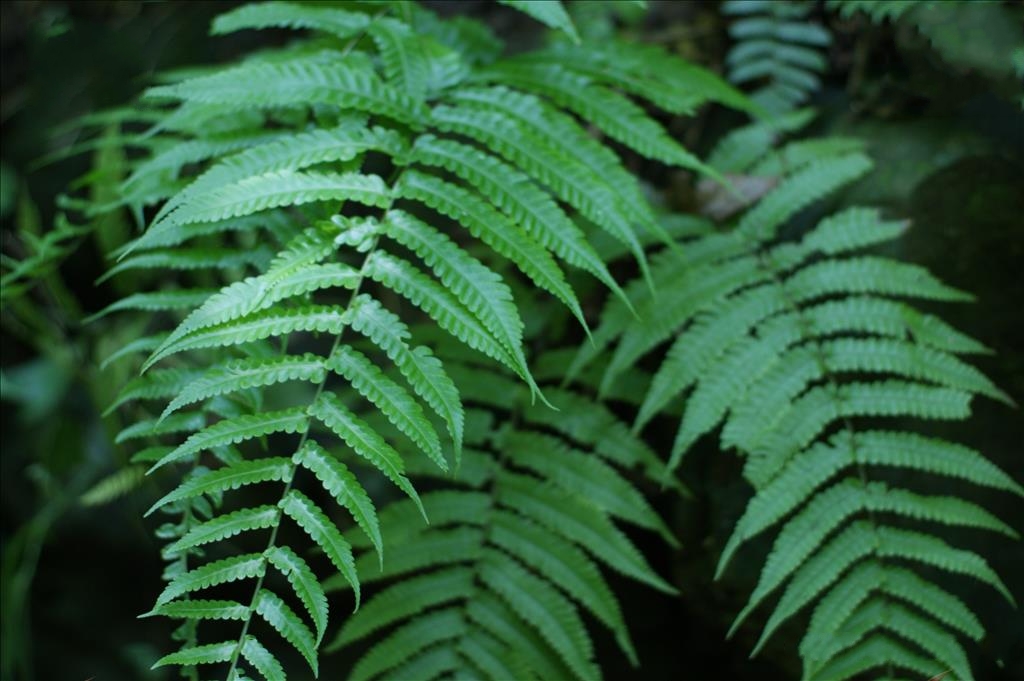 egenolfia sinensis (bak.) maxon