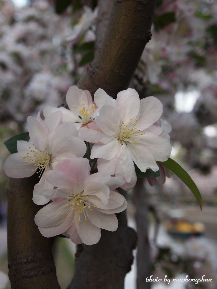  p>断肠花(学名: i>beaumontia brevituba /i> oliv.