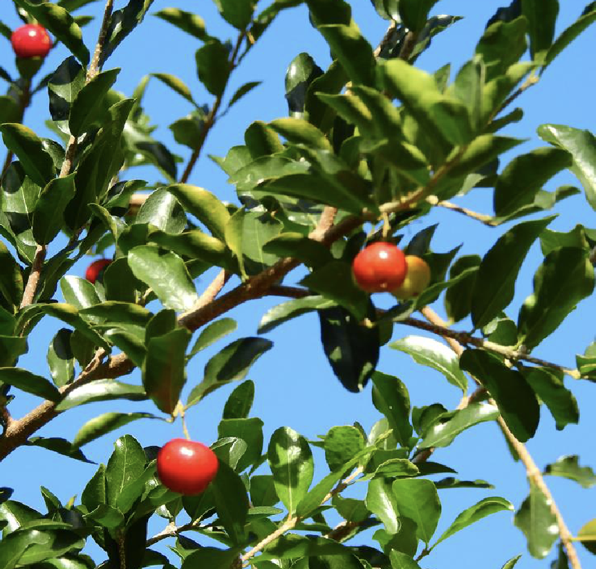 是金虎尾科金虎尾属植物,常绿灌木,10-12年生植株高可至4.