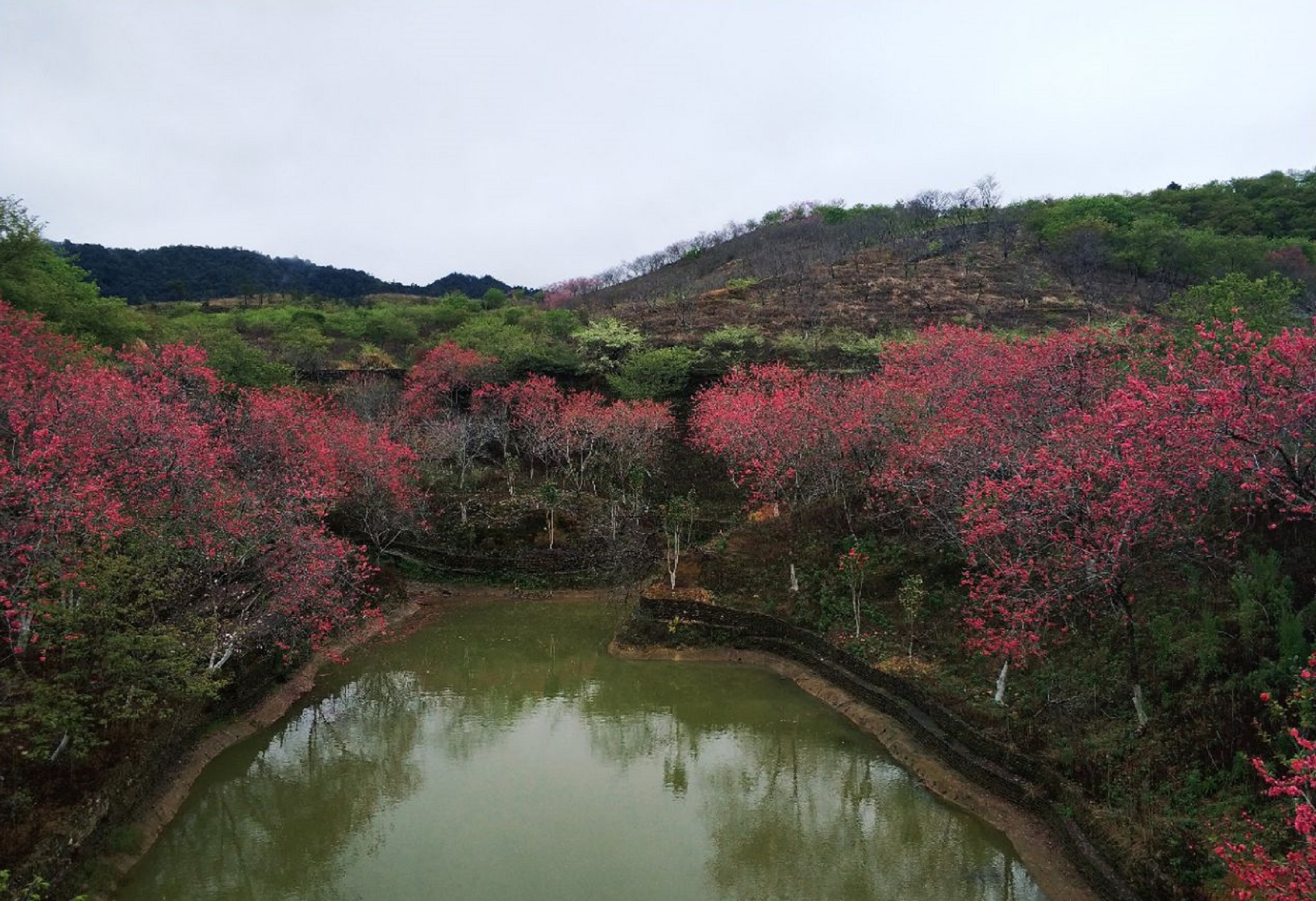 a>新丰县黄礤镇杰荣樱花峪,总面积800多亩,樱花谷已成为广东规模最大