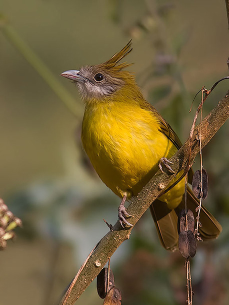  p>黄腹冠鹎(学名: i>alophoixus flaveolus /i>):体长19-24厘米,是一