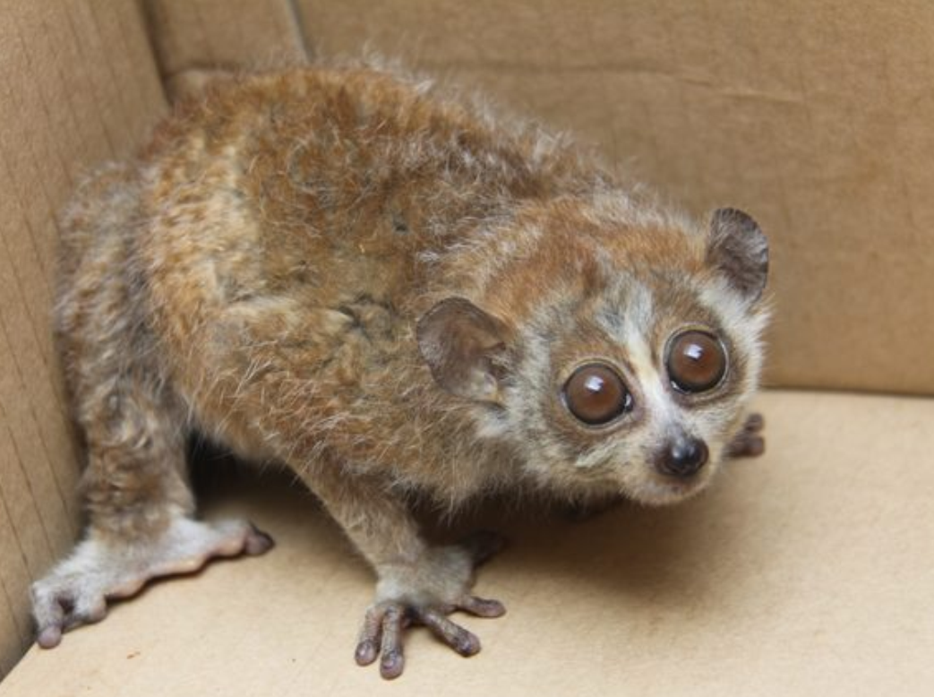  p>倭蜂猴(学名: i>nycticebus pygmaeus /i>),别称小蜂猴,小懒猴,风