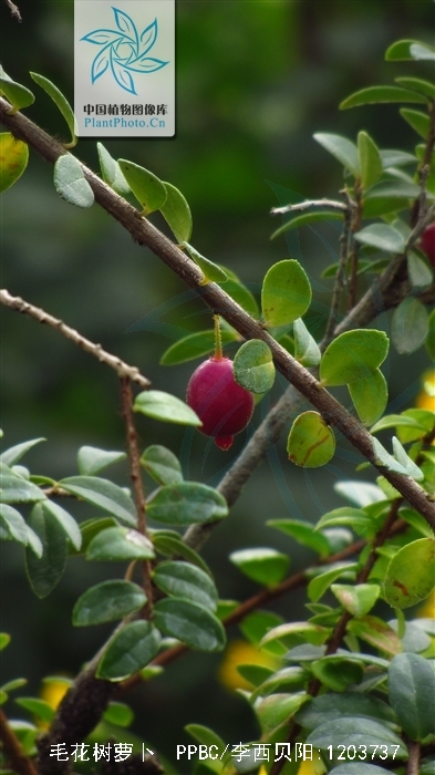 agapetes pubiflora airy-shaw