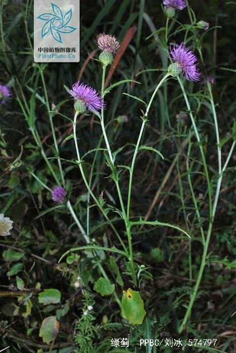  p>绿蓟(学名:cirsium chinense gardn. et champ.