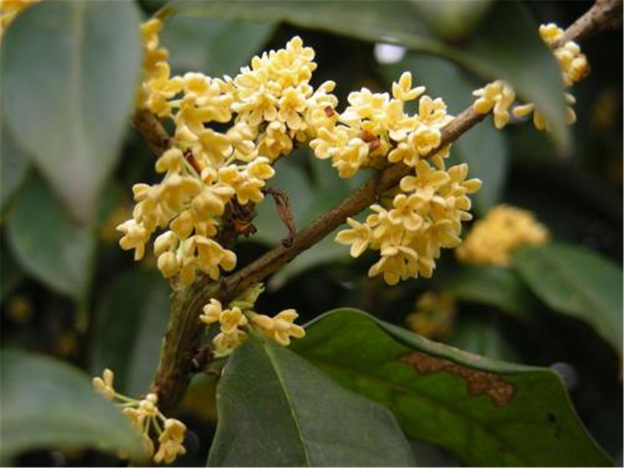  p> b>日香桂 /b>(学名: i>osmanthus fragrans /i> cv.