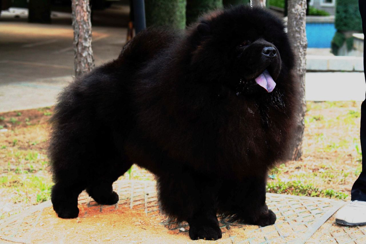 松狮犬chowchow