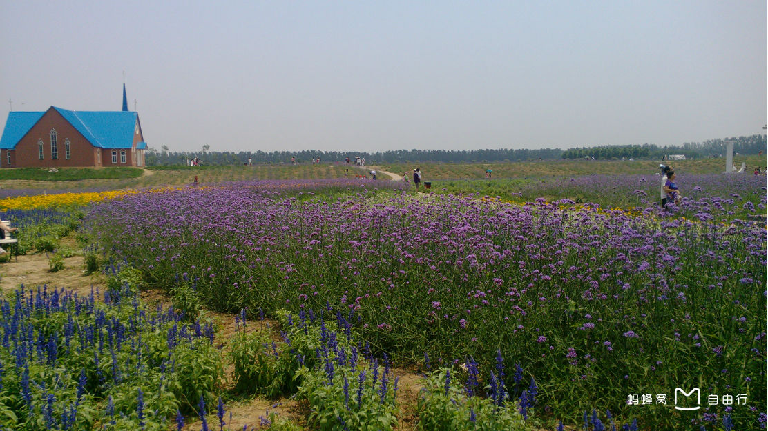 郑州薰衣草庄园