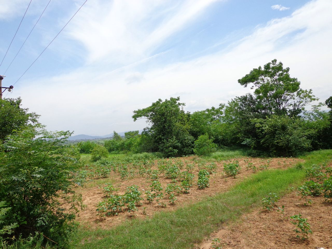大徐村