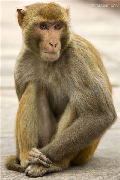  p>普通猕猴(学名: i>macaca mulatta tcheliensis /i>)是典型的猕猴