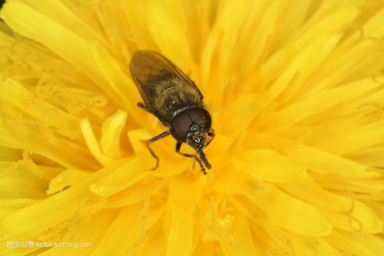  /a>,体长二,三毫米,头小,色黑,胸背隆起,吸人畜的血液,幼虫栖于水中