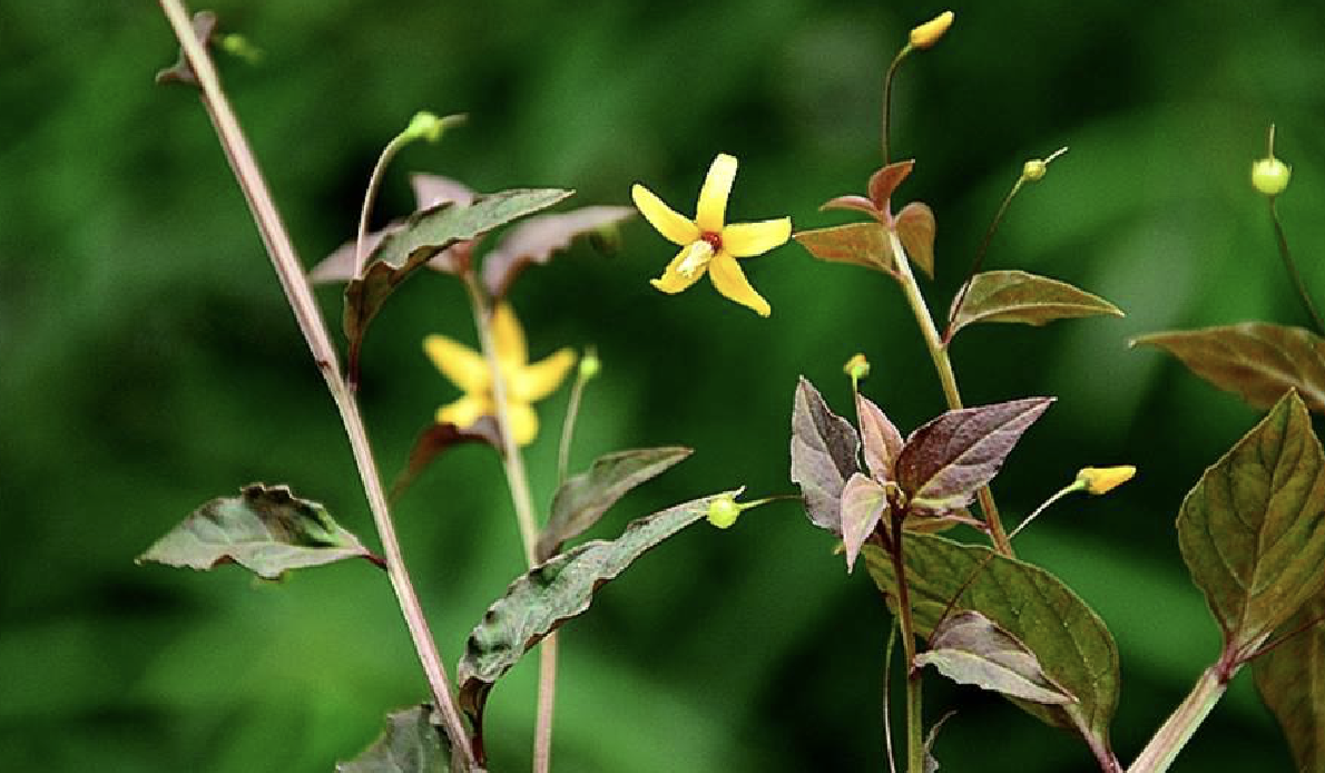  p>细梗香草(学名: i>lysimachia capillipes /i> hemsl.