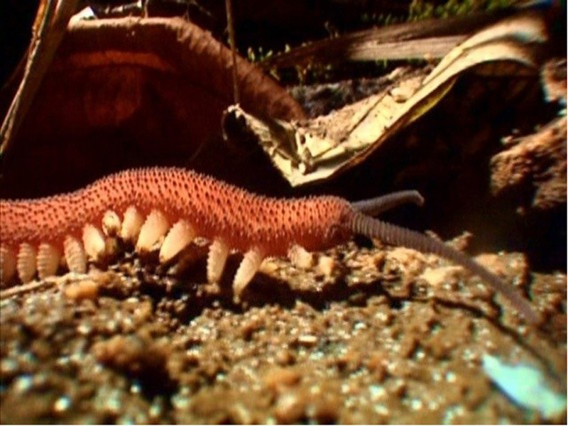  p>天鹅绒虫(velvet worm)这些虫状动物演化在三亿年前,特征为足部成