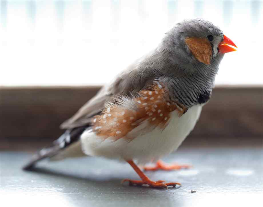  p>草雀,英文名:zebra finch .