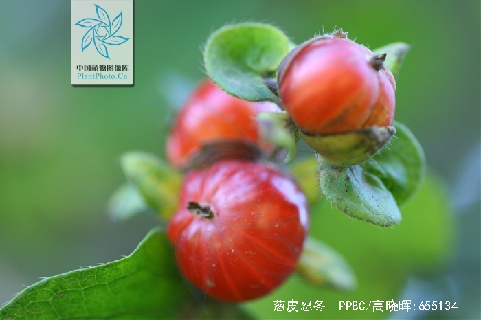  p>葱皮忍冬(学名: i>lonicera ferdinandii /i> franch.